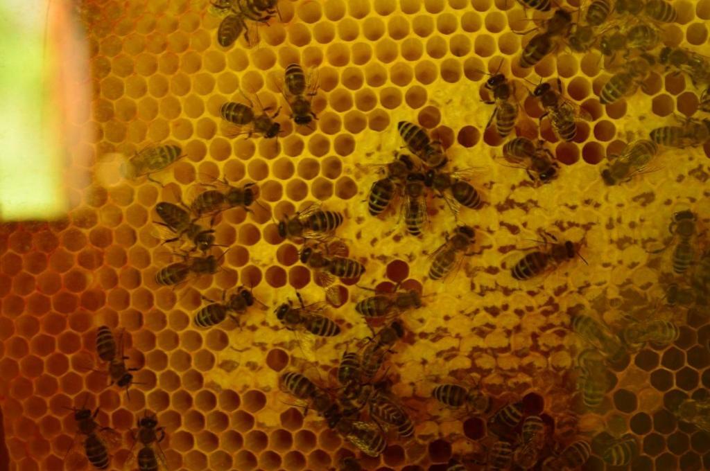 Sleeping With The Bees Kozjak 科巴里德 外观 照片