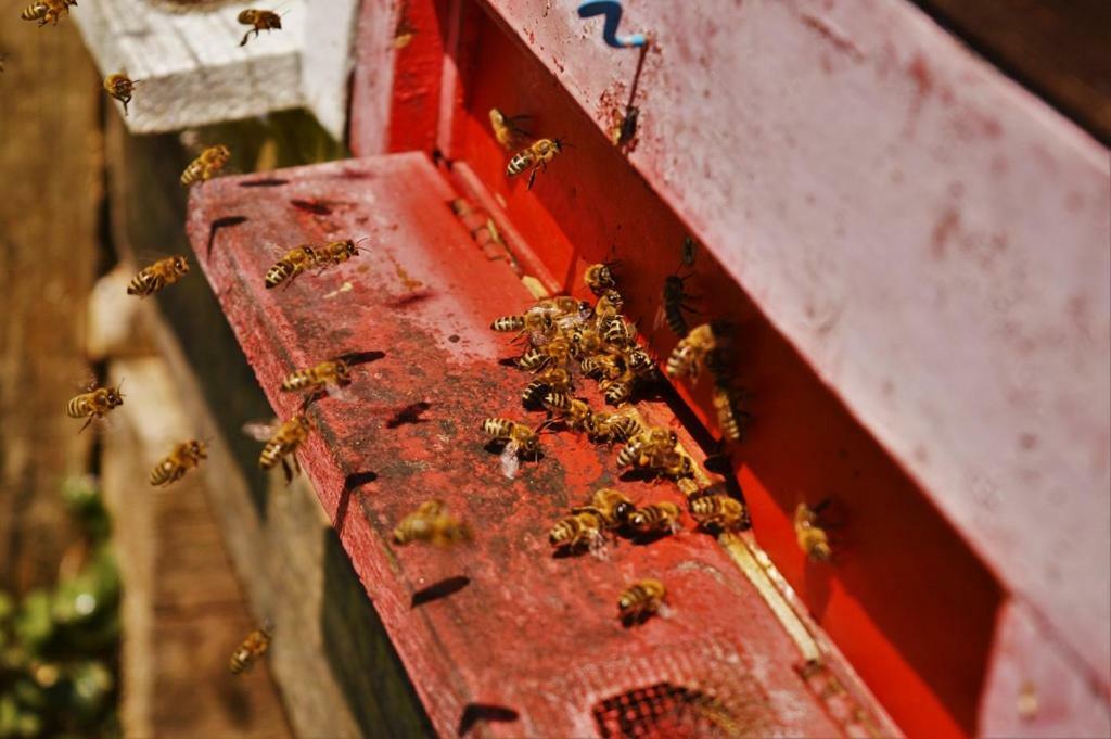 Sleeping With The Bees Kozjak 科巴里德 外观 照片